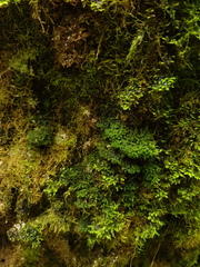 Schizymenium bryoides