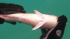 Sparisoma choati