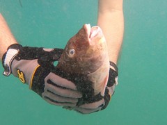 Sparisoma choati