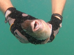 Sparisoma choati