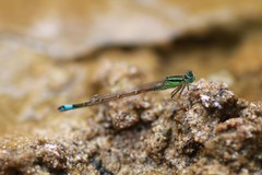 Ischnura saharensis
