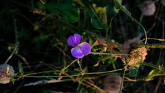 Vigna frutescens
