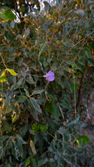Vigna frutescens