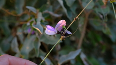 Vigna frutescens
