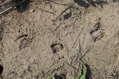 Capreolus