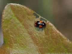 Cryptocephalus quadruplex