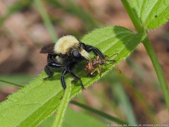 Laphria flavicollis