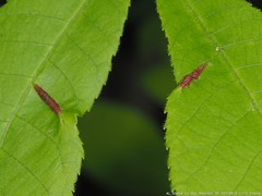 Phylloxera caryaevenae