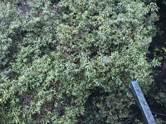 Cinnamomum insularimontanum