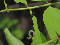 Nematus abbotii