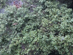 Cinnamomum insularimontanum