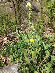 Pseudoturritis turrita