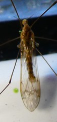 Pterygota