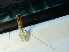 Pterygota