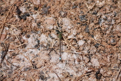 Ischnura saharensis
