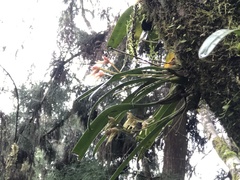 Bulbophyllum umbellatum