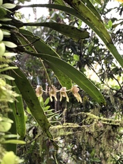 Bulbophyllum umbellatum