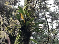 Bulbophyllum umbellatum