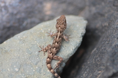Tarentola angustimentalis