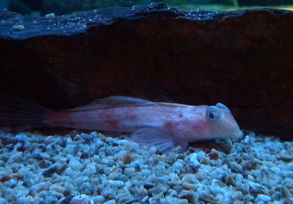 Highfin Bigeye Dragonet
