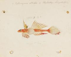 Highfin Bigeye Dragonet photo 2