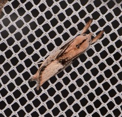 Pilostibes basivitta