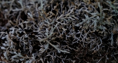 Selaginella dregei