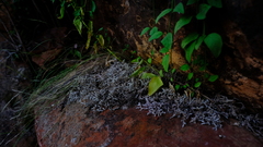 Selaginella dregei