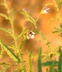 Hermannia glanduligera