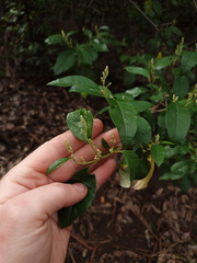 Trymalium odoratissimum