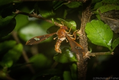 Nycterimorpha speiseri