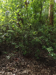 Trymalium odoratissimum