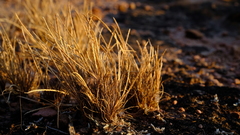 Microchloa