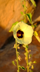 Hibiscus engleri