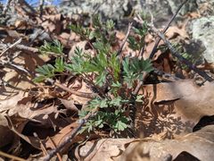 Capnoides sempervirens