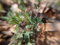 Capnoides sempervirens