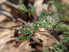 Capnoides sempervirens