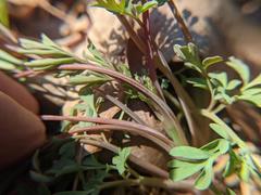 Capnoides sempervirens