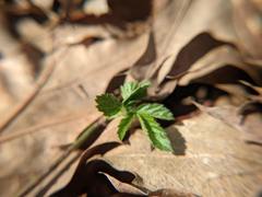 Rubus laciniatus