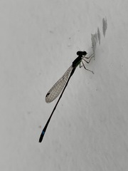 Mortonagrion arthuri
