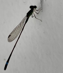 Mortonagrion arthuri