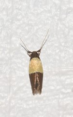 Opogona dimidiatella