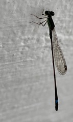 Mortonagrion arthuri