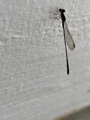 Mortonagrion arthuri