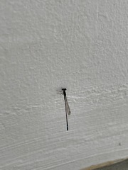 Mortonagrion arthuri