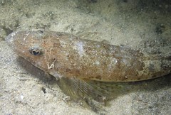Platycephalus grandispinis