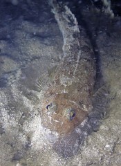 Platycephalus grandispinis