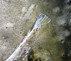 Platycephalus grandispinis