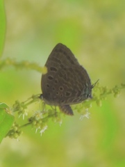 Arhopala silhetensis