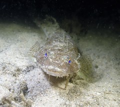 Platycephalus grandispinis